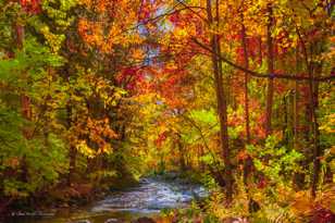 New Hampshire forest-2.jpg New Hampshire forest-2.jpg